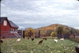 Chickens and roosters in farm Hillsdale, New York