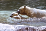 Mamma bear, bears baby bear, across pond.