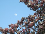 Cherry blossoms pay homage to the moon.