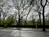Gentle rainfall on 5th Avenue, Central Park, NYC.