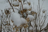 Snow in the reeds.