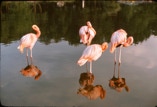 Flamingos in Sterling Forest Gardens, Tuxedo, New York.