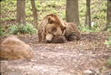 Let sleeping bears sleep.