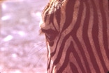 Zebra looks you in the eye.