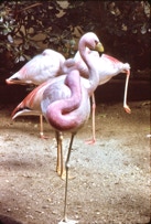 Flamingo on one leg.