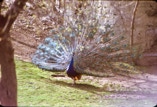 Peacock in full plumage.