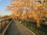 Cherry blossoms bloom around Central Park resevoir.