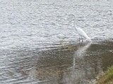 An egret wades in a Florida golf course water hazard--and dodges to avoid my errant drive.