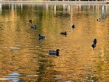 Ducks on boat pond in Central Park.
