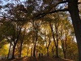 Fall folliage on a Central Park hill.