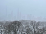 Central Park snow and fog.