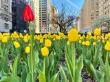 Tulips Grace Park Avenue, New York City